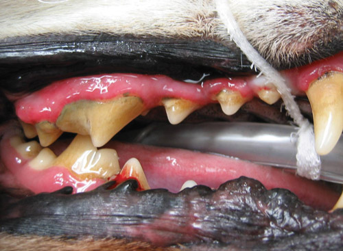 canine-perio-2.jpg