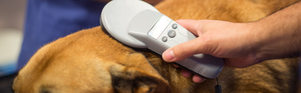 The importance of microchipping your pet!