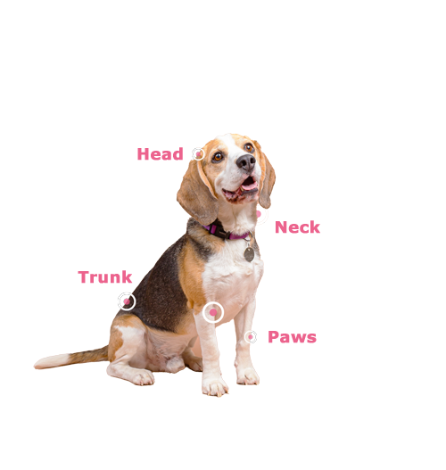 dog-locations-text.png