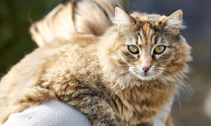 Cat behaviour: is my cat stressed?