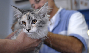 Your Cat’s Teeth Explained