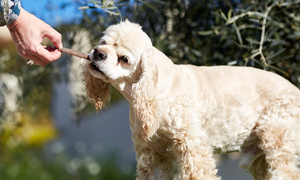 Top tips to improve your dog’s oral health