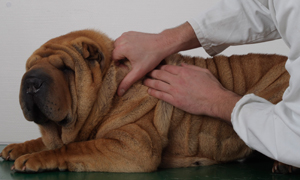 How to take care of your dog’s skin