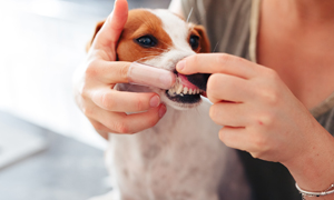 Your Dog’s Teeth explained