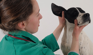 Ear health, checking the ears and keeping them clean